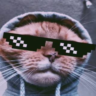 Hilarious memes wallpaper