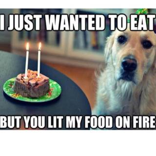 Hilarious memes wallpaper