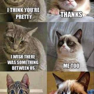 Hilarious memes wallpaper