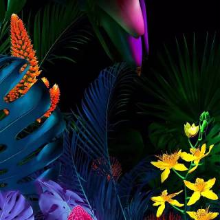 Vivo V50 Pro wallpaper