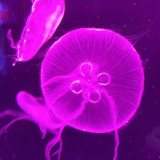 Pink jellyfish 4k wallpaper