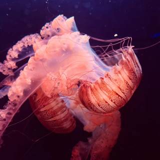 Pink jellyfish 4k wallpaper