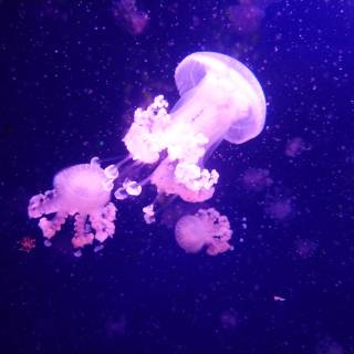Pink jellyfish 4k wallpaper