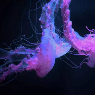 Pink jellyfish 4k wallpaper