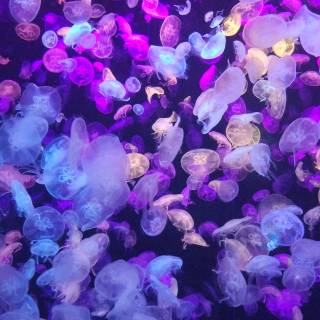 Pink jellyfish 4k wallpaper