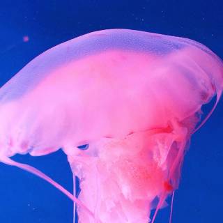 Pink jellyfish 4k wallpaper