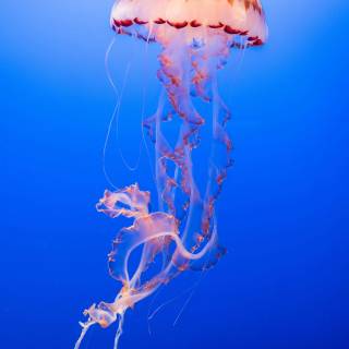 Pink jellyfish 4k wallpaper