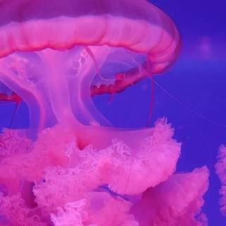 Pink jellyfish 4k wallpaper