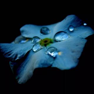 Oled nature wallpaper