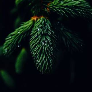 Oled nature wallpaper