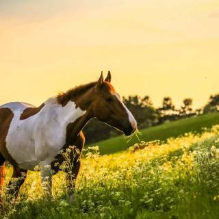 Spring horse wallpaper
