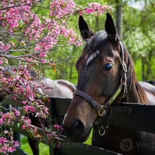 Spring horse wallpaper