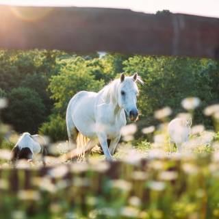 Spring horse wallpaper