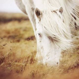 Spring horse wallpaper