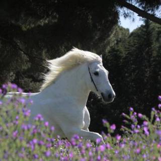 Spring horse wallpaper