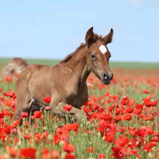 Spring horse wallpaper