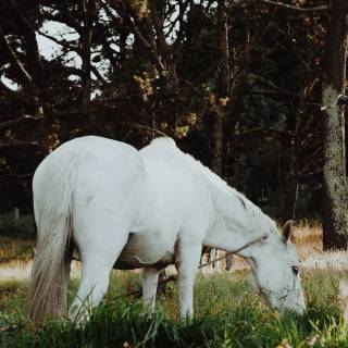 Spring horse wallpaper
