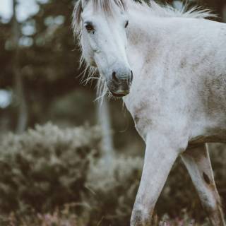 Spring horse wallpaper