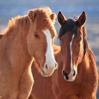 Spring horse wallpaper