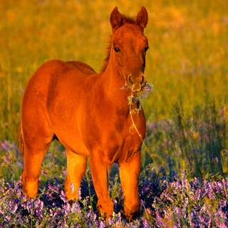 Spring horse wallpaper