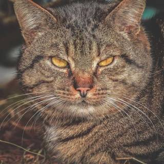 Big cheeks wallpaper