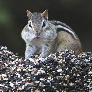 Big cheeks wallpaper