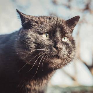 Big cheeks wallpaper