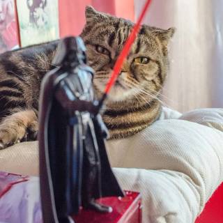 Star Wars cats wallpaper