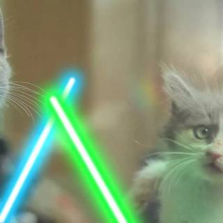 Star Wars cats wallpaper