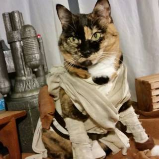 Star Wars cats wallpaper