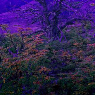 Red, green and purple wallpaper