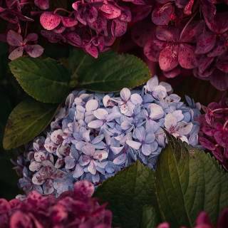 Red, green and purple wallpaper