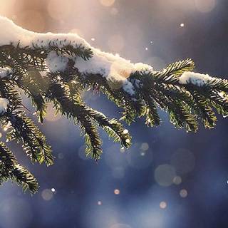 Snow weather wallpaper