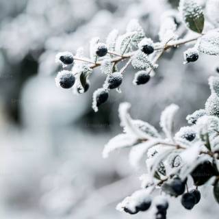 Snow weather wallpaper