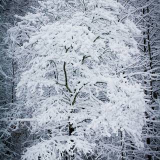 Snow weather wallpaper