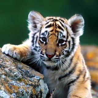 Little tiger wallpaper