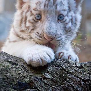 Little tiger wallpaper