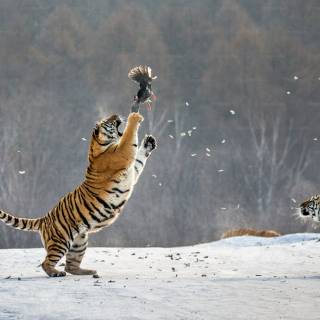 Little tiger wallpaper