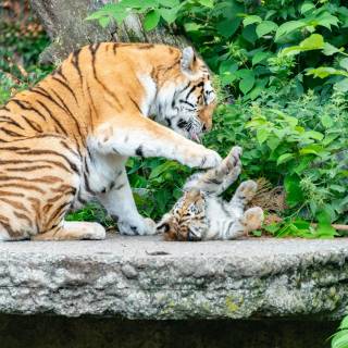 Little tiger wallpaper