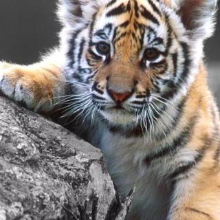 Little tiger wallpaper