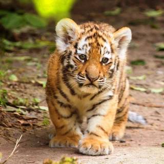 Little tiger wallpaper