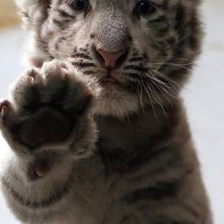 Little tiger wallpaper