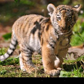 Little tiger wallpaper