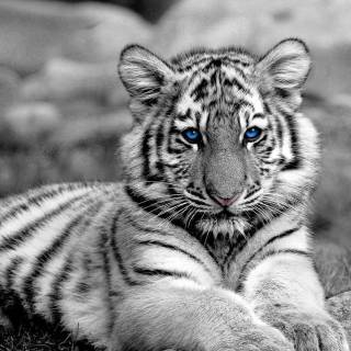 Little tiger wallpaper