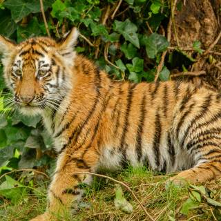 Little tiger wallpaper