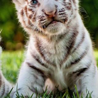 Little tiger wallpaper