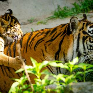 Little tiger wallpaper