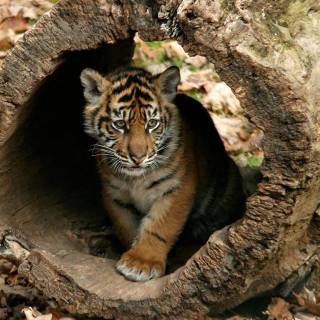 Little tiger wallpaper