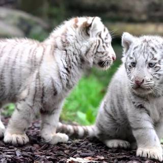 Little tiger wallpaper