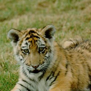 Little tiger wallpaper